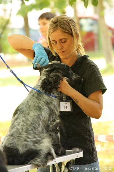 2012-07-01 B & B - Bedlington & Bichon Fun Day (14)_1000x1500.jpg